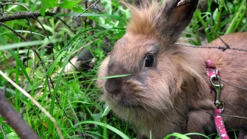 Funny cute fluffy red rabbit is sitting in the green grass, walking on a leash Stock Footage 245261749