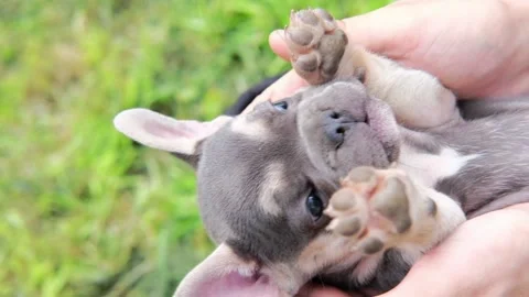 funny cute french bulldog puppy dog Stock Video Pond5 - Main Image