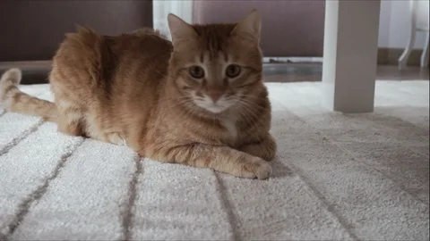 Funny cute ginger cat playing 動画素材 104247076