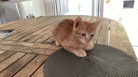 Funny cute ginger kitten sitting on the table. Domestic animals Stock-Footage 218302715