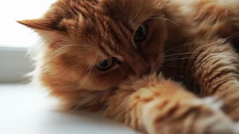 Funny cute Ginger or Rad Cat playing Stock Footage 89360789