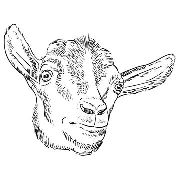 Funny cute goat head hand drawing vector illustration Stock Illustration