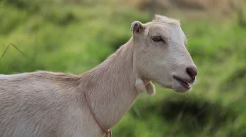 Funny cute goat turning head several times Stock Footage 57403024