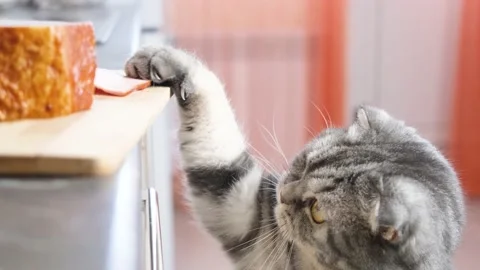 Funny cute gray scottish fold cat tries to steal a piece of ham Stock Footage 151456853