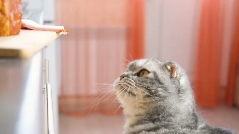 Funny cute gray scottish fold cat tries to steal a piece of ham Stock Footage 151456977