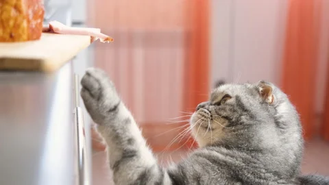 Funny cute gray scottish fold cat tries to steal a piece of ham Stock Footage 151457511