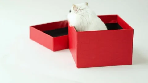 Funny, cute hamster escapes from a gift box. Christmas, gift, surprise Stock Footage 254240773