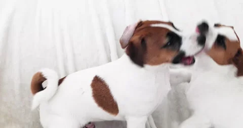 Funny cute jack russell terrier puppies playing on the sofa with each other Video stock 277465011