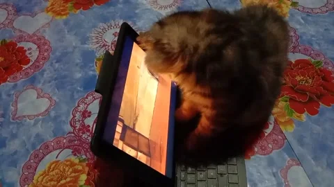 A funny cute kitten is about to catch a mouse on the tablet screen Stock-Footage 209122196