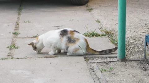 Funny cute kitten licking, lying and playing with a small beetle Stock Footage 108816192