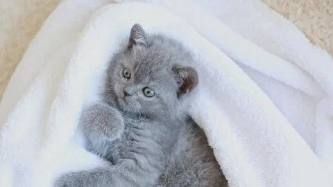 Funny, cute kitten sleeping on its back, on a white blanket, top view Stock Footage 170487963