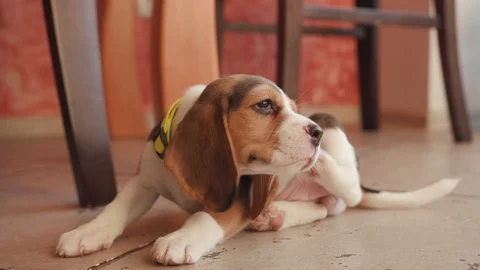 Funny cute little beagle itching his back with leg lying down on the floor in Stock Footage 112750057