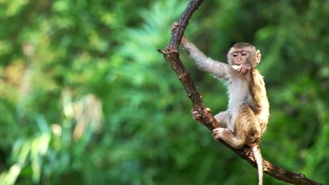 Funny cute looking monkey on tree branch. Lovely little primate eating, swinging Stock Footage 144434188