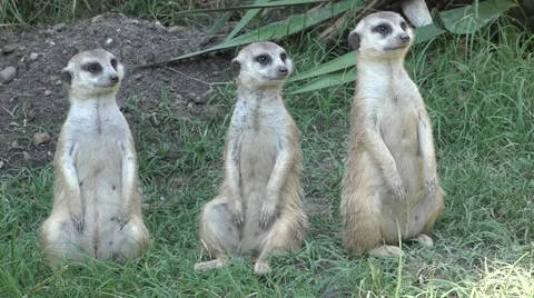 Funny Cute Meerkat Animals Looking Stock Video Pond5