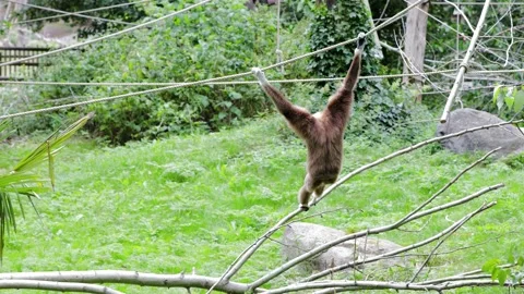 Funny cute monkey moving around in aviary of Kolmarden Zoo, Sweden. Stock Footage 136769476