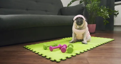 Funny cute pug dog do fitness. Lazy sport, tired of sport training, sleep. Sport Video stock 150335100