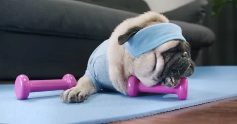Funny cute pug dog do fitness. Lazy sport, tired of sport training, sleep. Sport Video stock 150427188