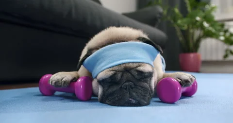 Funny cute pug dog do fitness. Lazy sport, tired of sport training, sleep. Sport Stock Footage 150427706