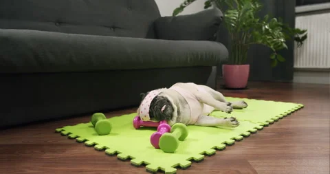 Funny cute pug dog do fitness. Lazy sport, tired of sport training, sleep. Sport Stock Footage 150429812