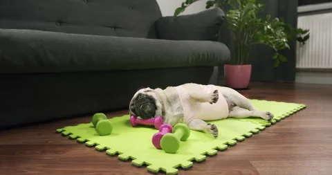 Funny cute pug dog do fitness. Lazy sport, tired of sport training, sleep. Sport Video stock 150429905
