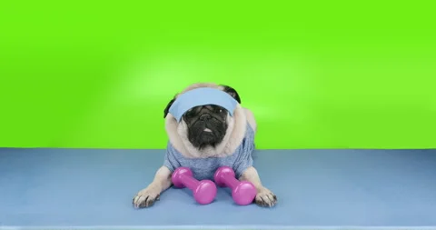 Funny cute pug dog do fitness. Lazy sport, tired of sport training. Green screen 스톡 동영상 153874549