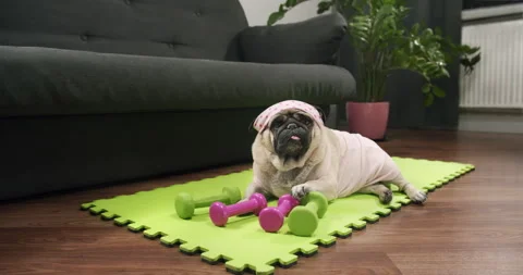 Funny cute pug dog do fitness. Lazy sport, tired of sport training, sleep. Sport Stock Footage 153985695