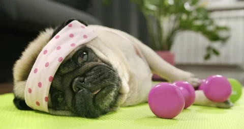 Funny cute pug dog do fitness. Lazy sport, tired of sport training, sleep. Sport Stock-Footage 153988882