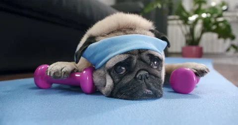 Funny cute pug dog do fitness. Lazy sport, tired of sport training, sleep. Sport Stock-Footage 153989039