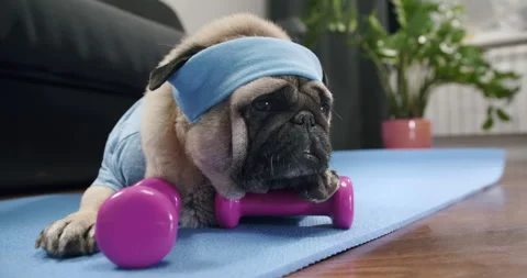 Funny cute pug dog do fitness. Lazy sport, tired of sport training, sleep. Sport Stock Footage 153989729