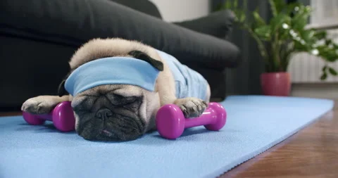 Funny cute pug dog do fitness. Lazy sport, tired of sport training, sleep. Sport 스톡 동영상 153989830