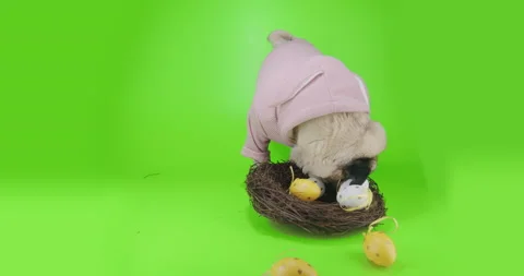 Funny cute pug dog Easter concept. Rabbit, bunny ears, nest eggs. Green screen Video stock 149083629