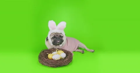 Funny cute pug dog Easter concept. Rabbit, bunny ears, nest eggs. Green screen Vídeos de archivo 149083659
