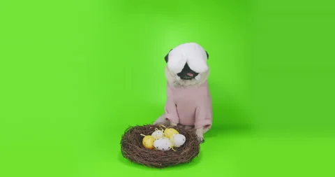 Funny cute pug dog Easter concept. Rabbit, bunny ears, nest eggs. Green screen Stock Footage 149083728