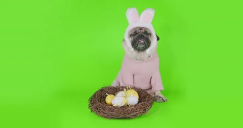 Funny cute pug dog Easter concept. Rabbit, bunny ears, nest eggs. Green screen Stock-Footage 149083825