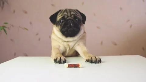 Funny cute pug dog hunting for a treat Stock Footage