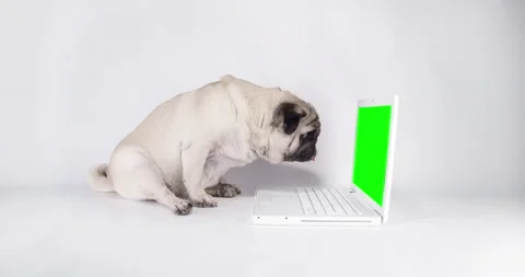 Funny cute pug dog with notebook, watch the screen. Laptop green screen 스톡 동영상 162324087