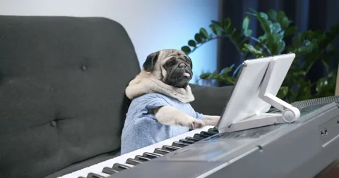Funny cute pug dog playing piano. Funny dog, pet learn to play music online Stock Footage 153993597