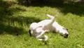 Funny Cute Puppy Wallowing on the Grass. Slow Motion. HD Footage