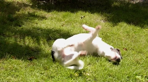 Funny Cute Puppy Wallowing on the Grass. Slow Motion. Vídeo Stock 40730779