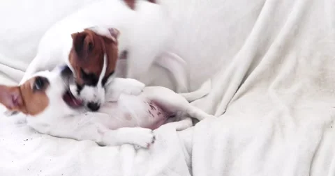 Funny cute purebred Jack Russell terrier puppies play on the sofa with each  Video stock 277465019