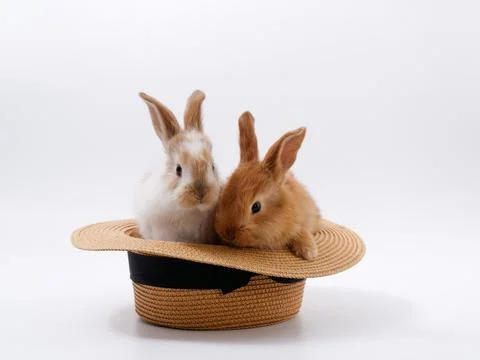 Funny cute rabbits in a hat on a white background Fotos Stock