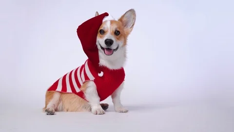 Funny cute red and white corgi lays on the floor, wearing Santa Claus costume Stock Footage 119040900