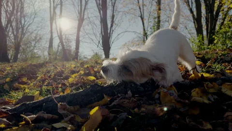 The funny cute small dog jack Russell terrier, the small white puppy playing Stock-Footage 302789425