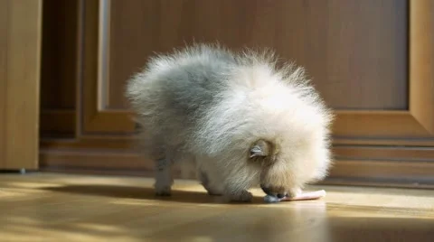 Funny cute Spitz small puppy Stock Footage 63231242