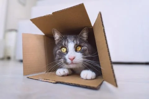 Funny cute tabby cat inside cardboard box. Cat looking out of the box at camera Stock Photos
