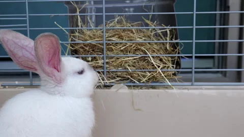 Funny cute white rabbit eating, chewing hay . rabbit pet close up Stock Footage 311198016