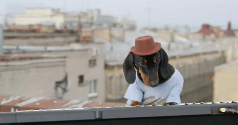 Funny dachshund dog in hat dynamically plays contemporary synthesizer keyboard 스톡 동영상 172458829