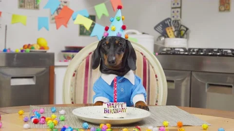 Funny dachshund dog in party hat with Stock Video Pond5