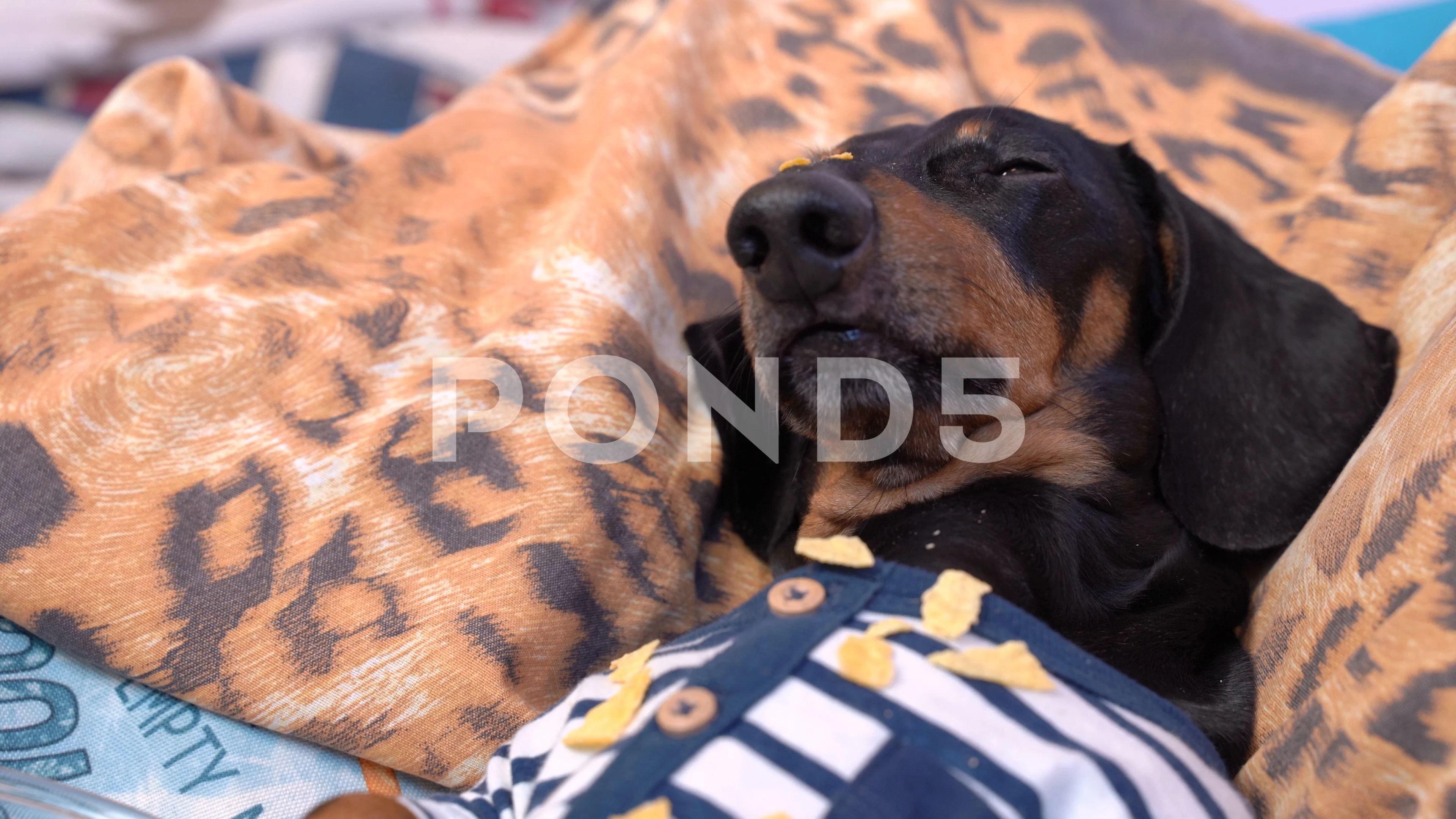 Funny Dachshund Lays On Sofa Overeating ... | Stock Video | Pond5