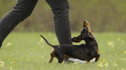 Funny Dachshund Walking in Heel Position Looking Up at Trainer Vidéo 334807332
